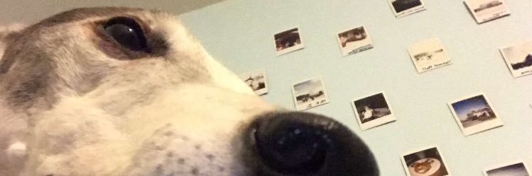 danisawildfire's profile banner image