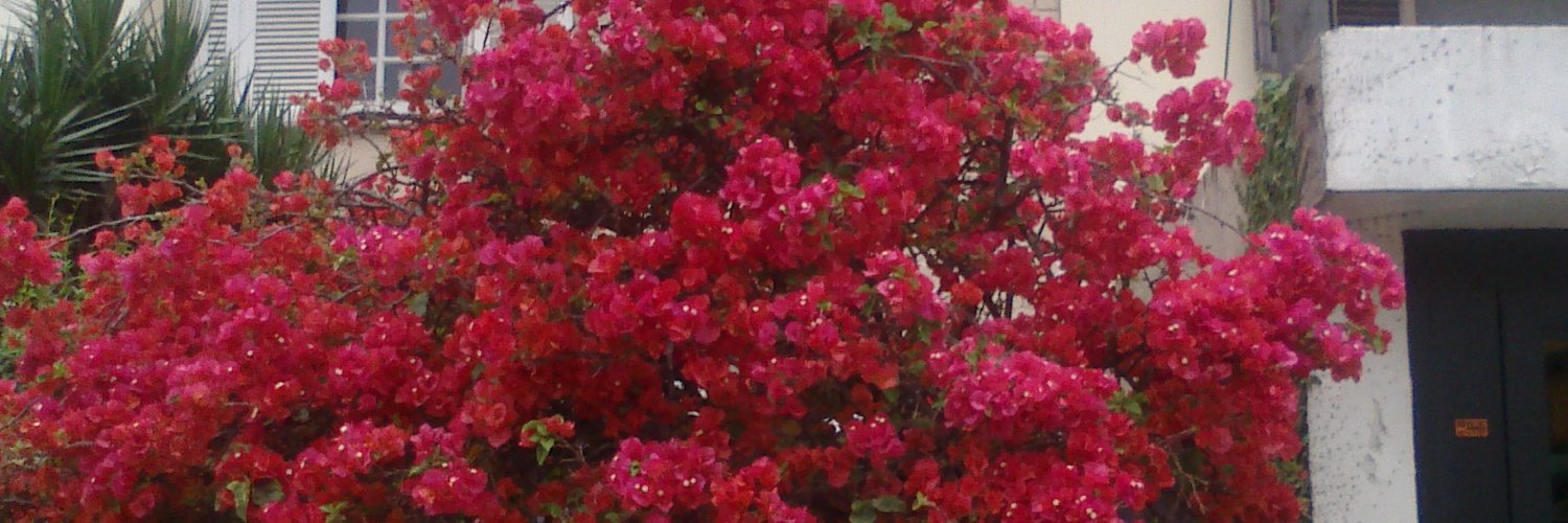 nilopauli's profile banner image