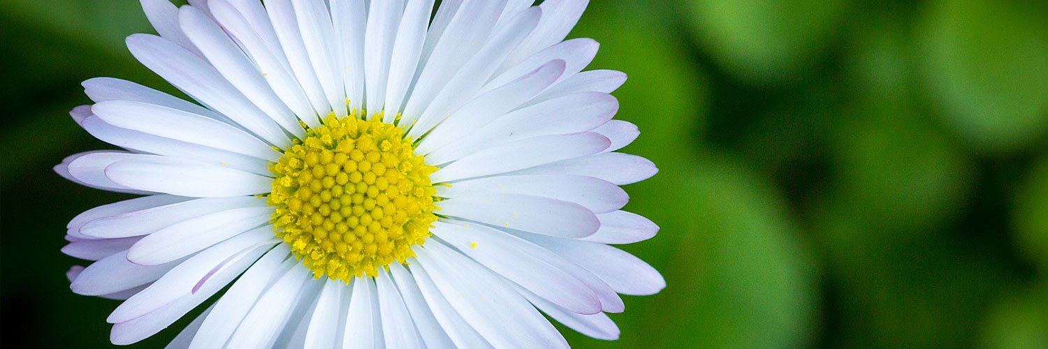 Eléa Héberlé 🌱 banner