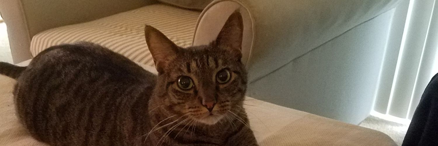 tracyroxbeotch's profile banner image