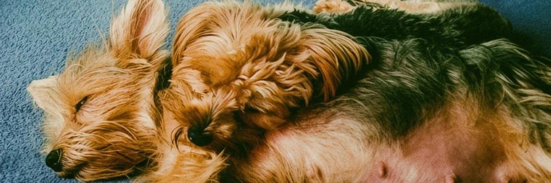 AgnesSalazar_'s profile banner image