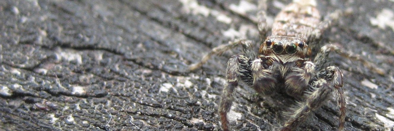 Spider Webz🕷 banner