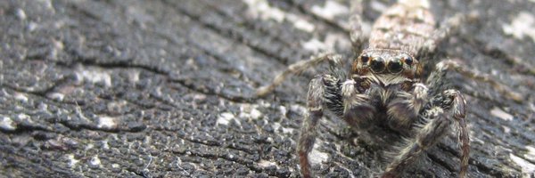 Spiderwebz Profile Banner