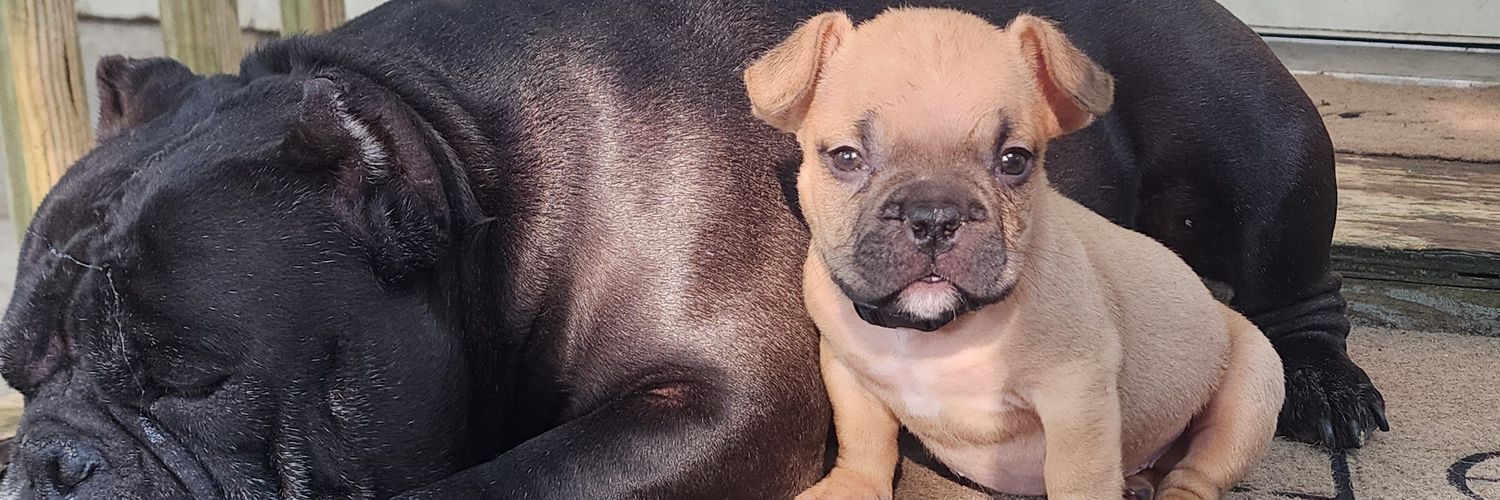 BossBullies's profile banner image