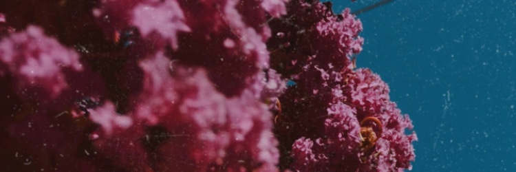 becaseventeen's profile banner image