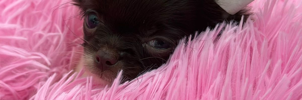 pa_casanova's profile banner image