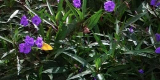 lindspulse's profile banner image