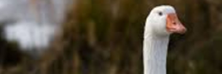 _MikeScioli's profile banner image