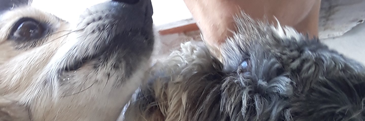 Ihaoly's profile banner image