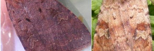 UK Moth Identification banner