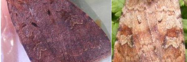 MOTHIDUK Profile Banner