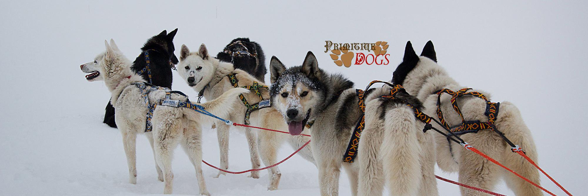 PrimitiveDogs's profile banner image