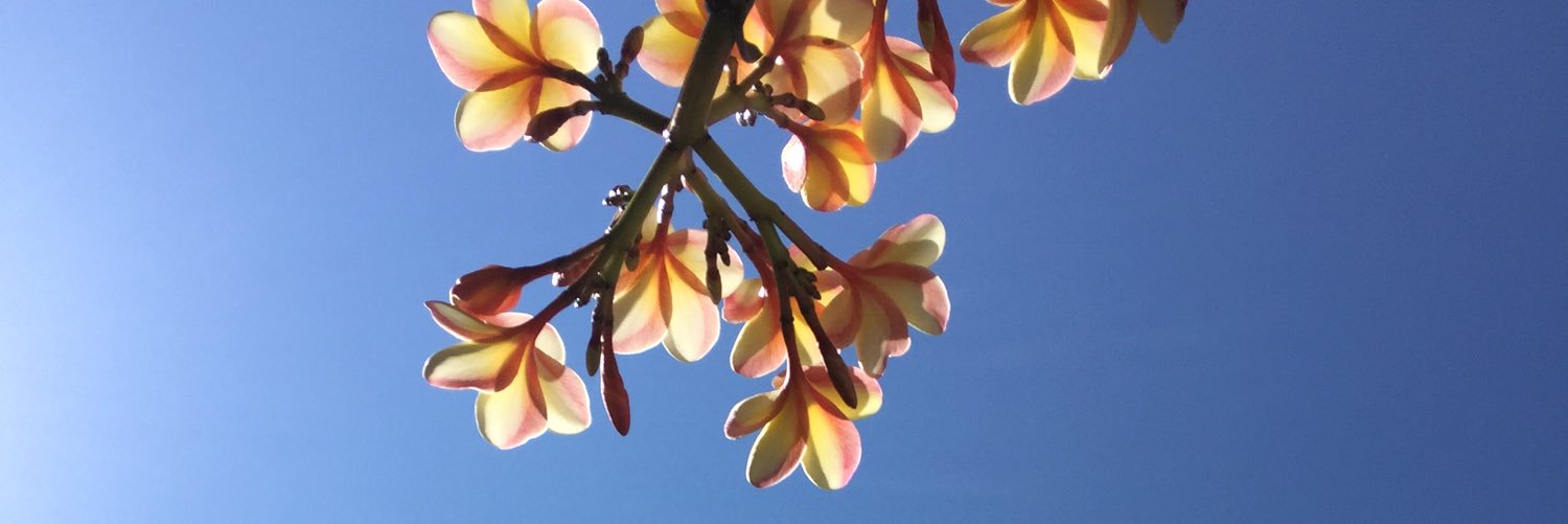 aranzaveces's profile banner image