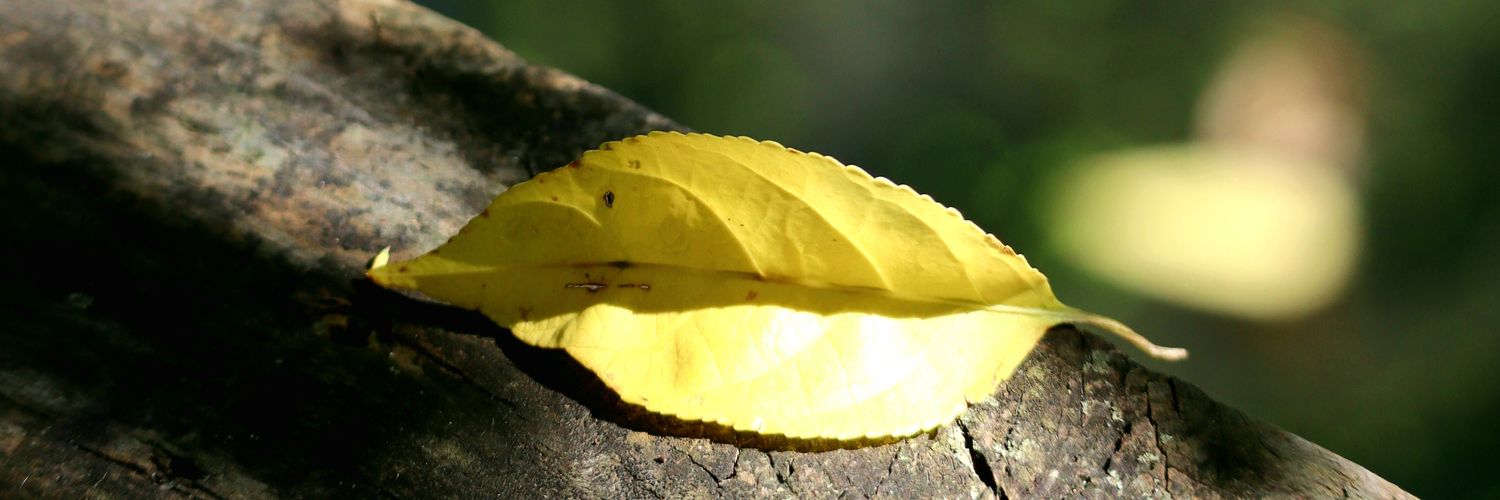 lindleysteven's profile banner image