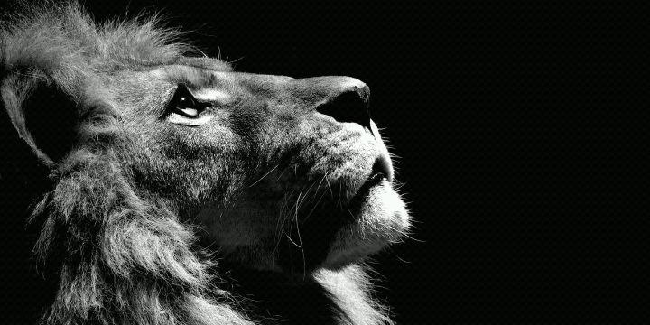 RealYoungSimba's profile banner image