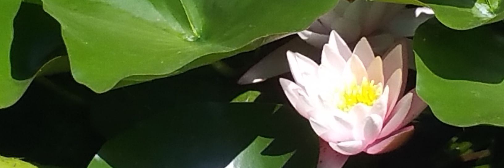 PaulaSattler's profile banner image