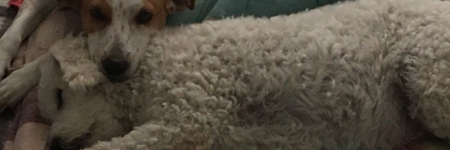 xuliachagas1's profile banner image