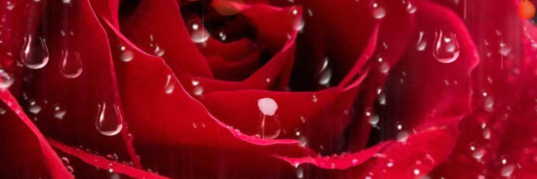 brandy_roberson's profile banner image