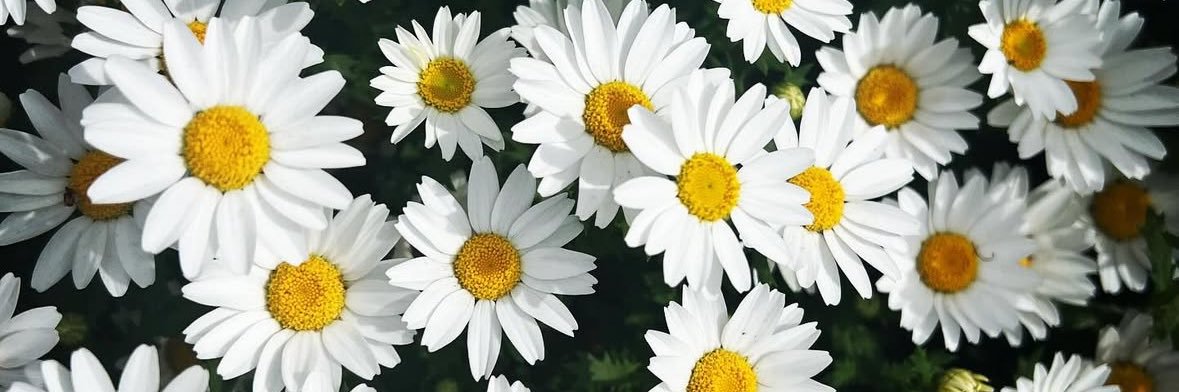 MEEEISON's profile banner image