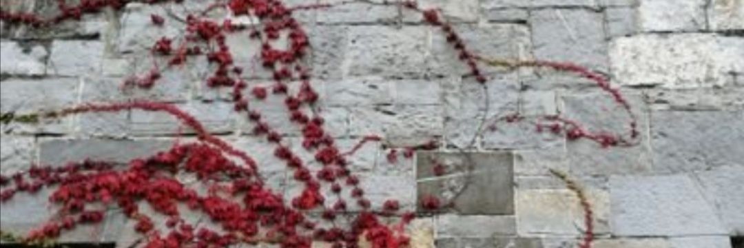 bocuruk's profile banner image