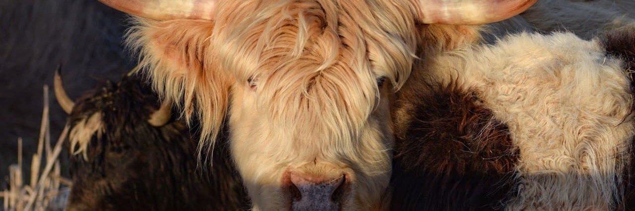 Yak Mindset banner