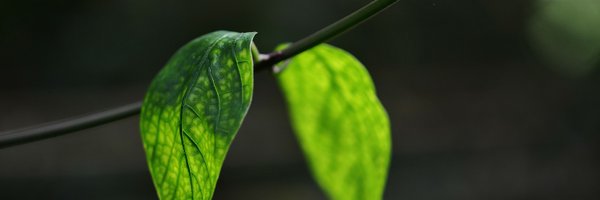 SanketAtal Profile Banner