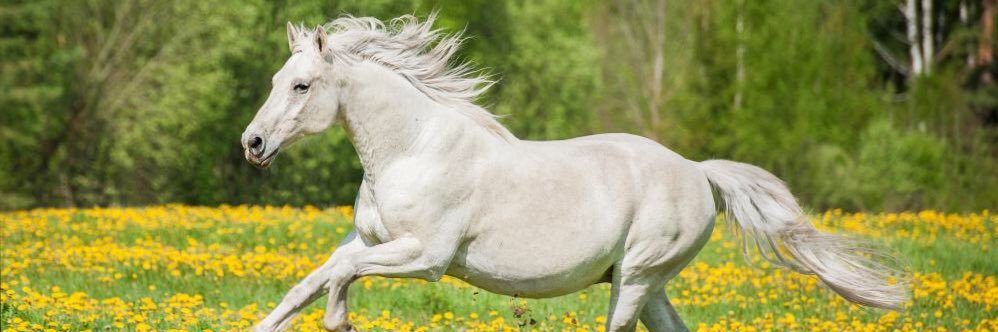 Anuprita Patankar banner