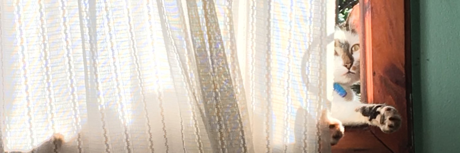 _luolz's profile banner image