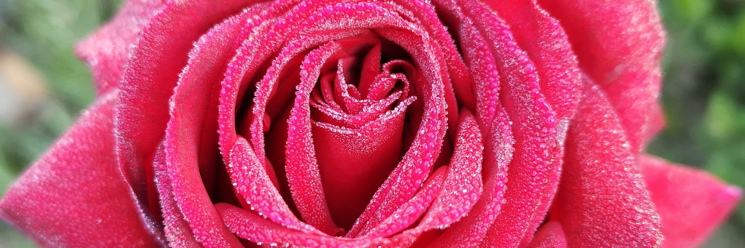 arwen2018's profile banner image