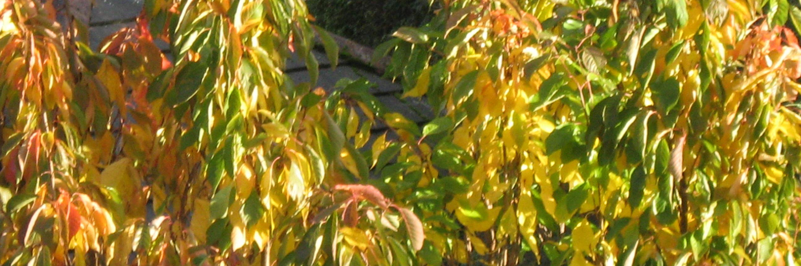 Scott Thurston banner