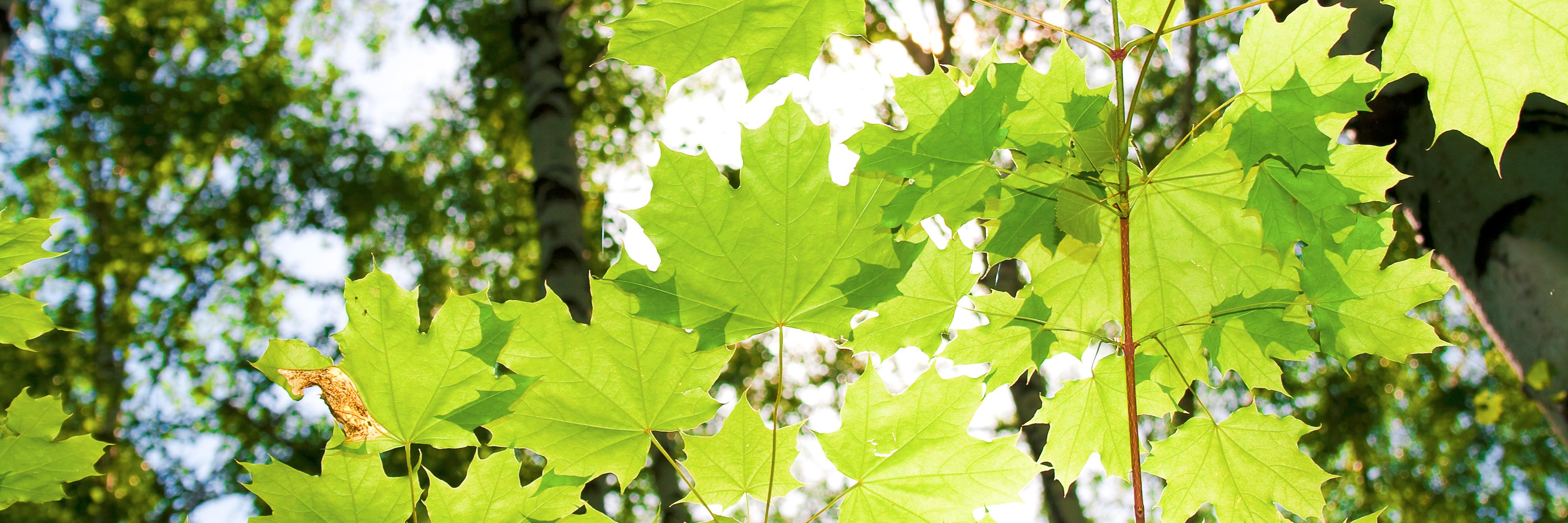 BIOPolynet's profile banner image