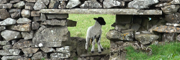 JanCawood Profile Banner