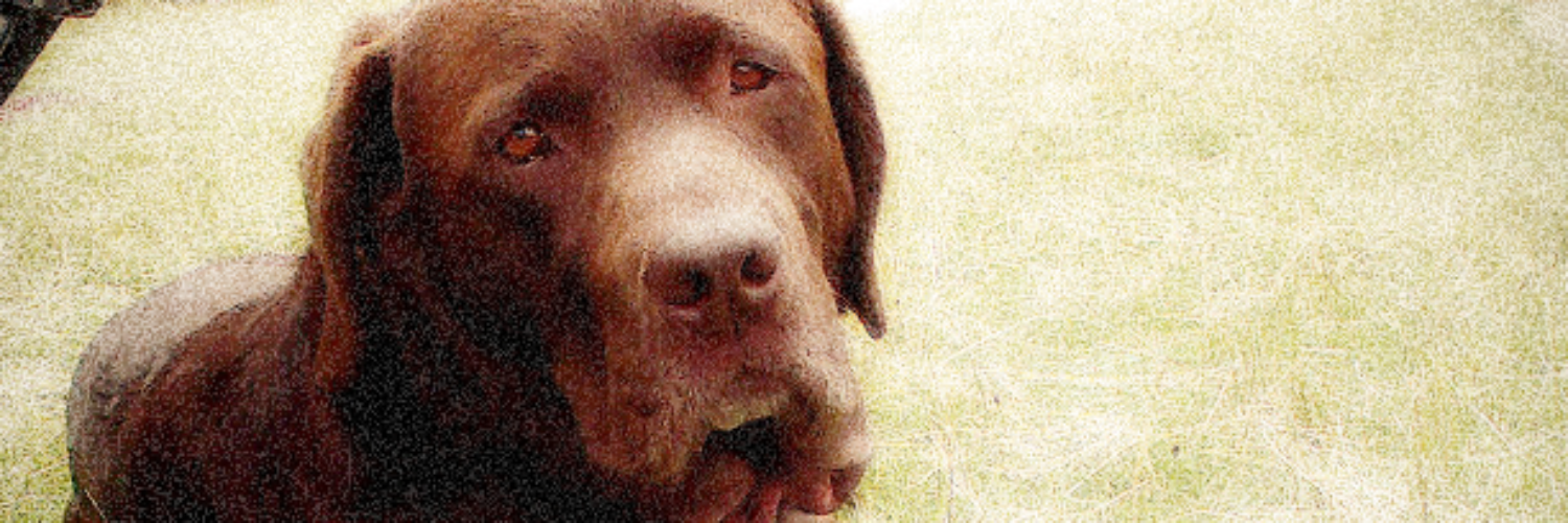 Cathy Anderson banner