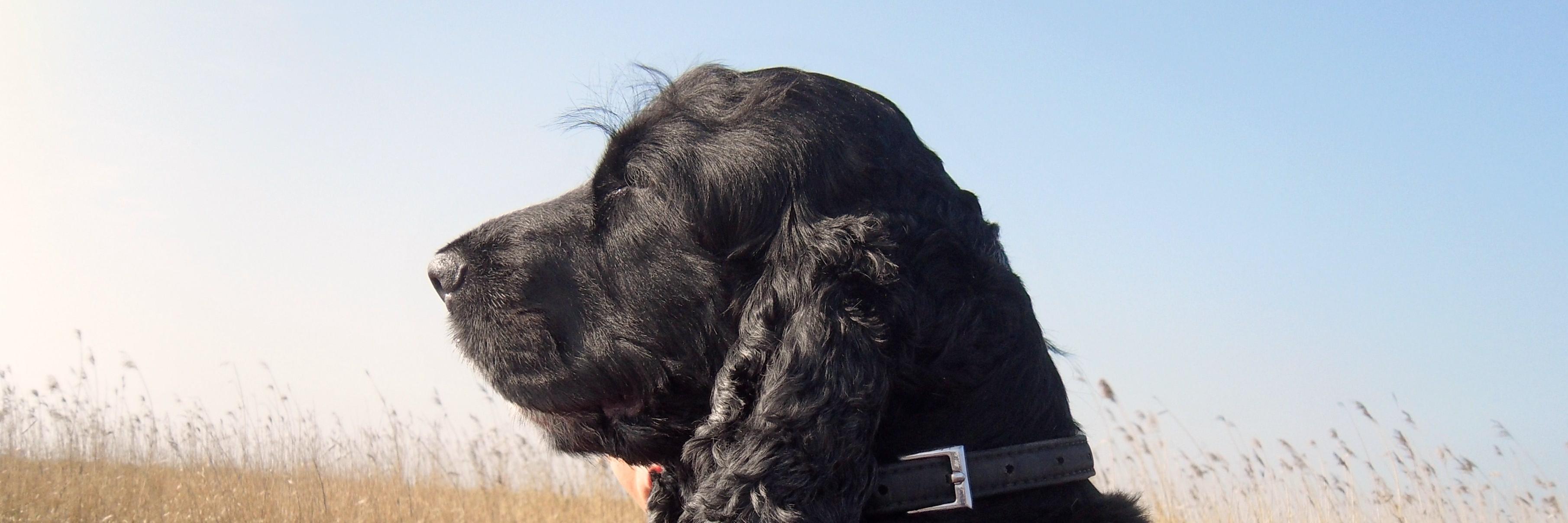 DamsonDog's profile banner image