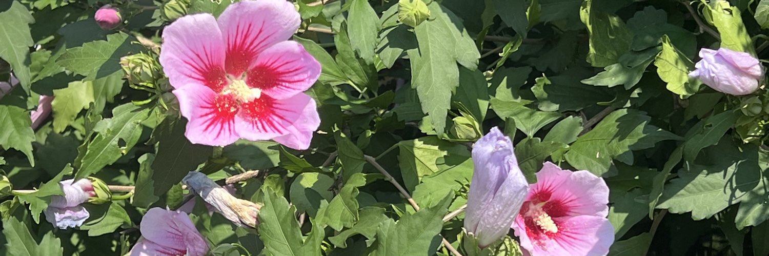 hnda2_'s profile banner image