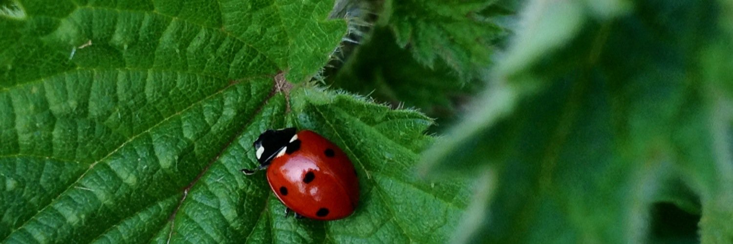 beherztsein's profile banner image