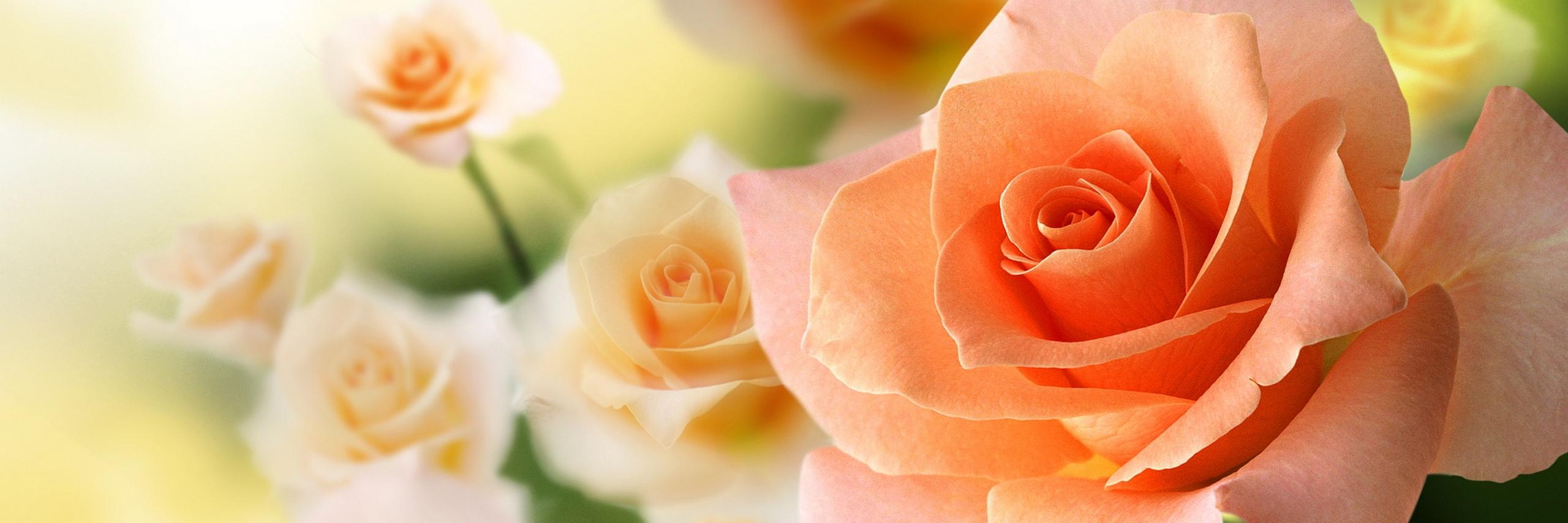 PinkFluffNat's profile banner image
