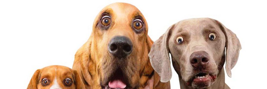 LudKoVucic's profile banner image