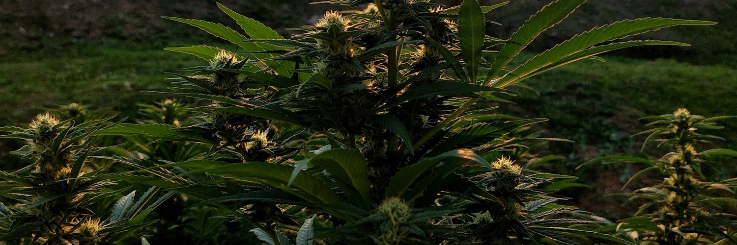 Mr. F 🇿🇦 🇨🇩 🇵🇸 🇸🇩 banner