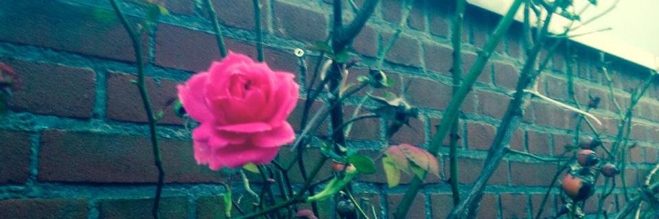 reneevdzwan's profile banner image