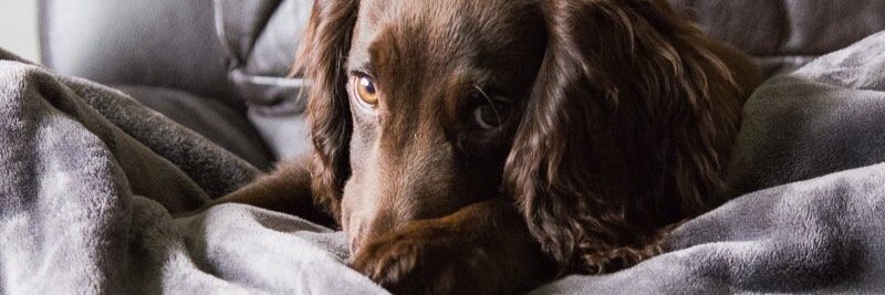Nick P banner