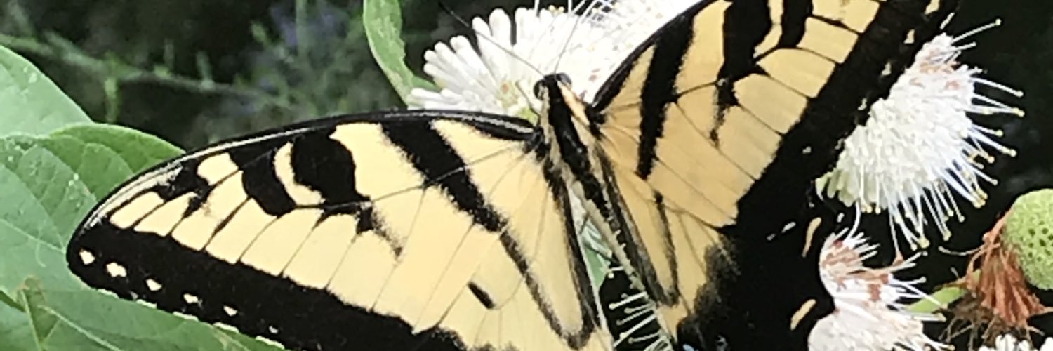 sherryleek5's profile banner image