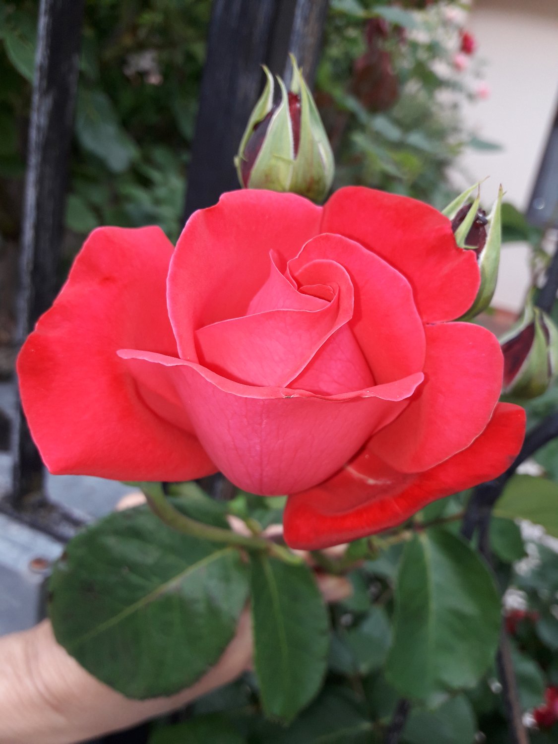 Orgoglio italiano banner