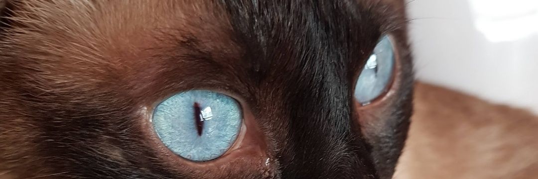 GaidoSofi's profile banner image