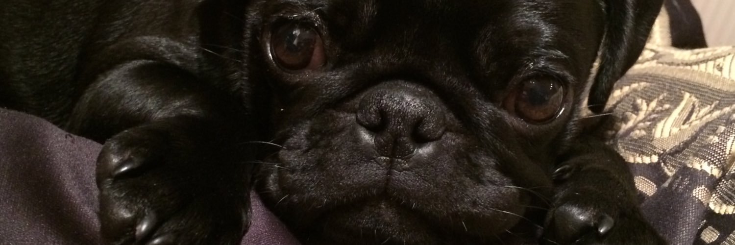 buddy_bosco's profile banner image