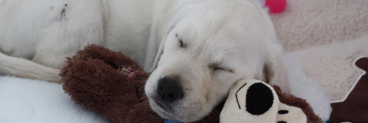ForwardAndPaws's profile banner image