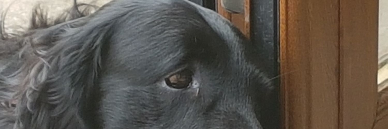 AlisonCoackley's profile banner image