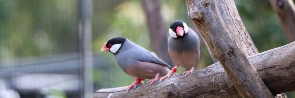 Tania Cavaiuolo banner