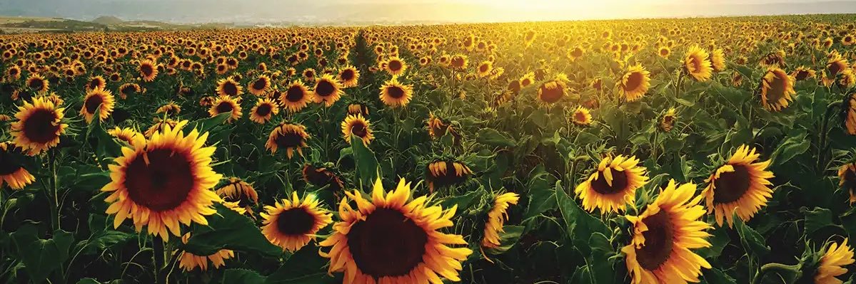 cnsunshine15's profile banner image