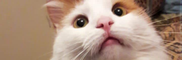baskonsoloss's profile banner image